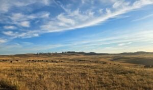 Read more about the article Exploring Yellowstone – Day 1