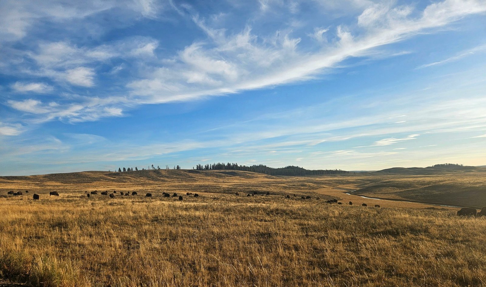 You are currently viewing Exploring Yellowstone – Day 1