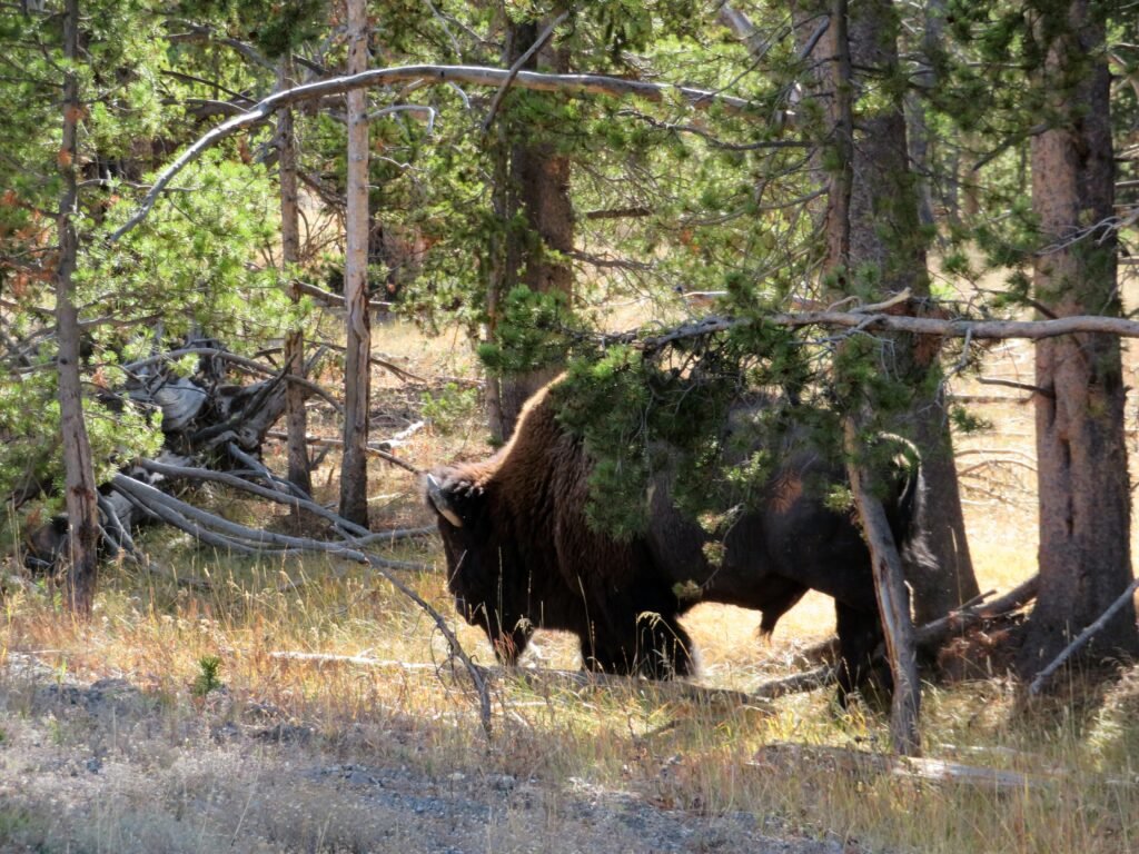 Bison in the forest.