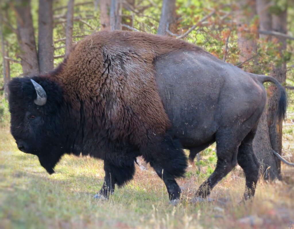 Closeup view of male bison. 