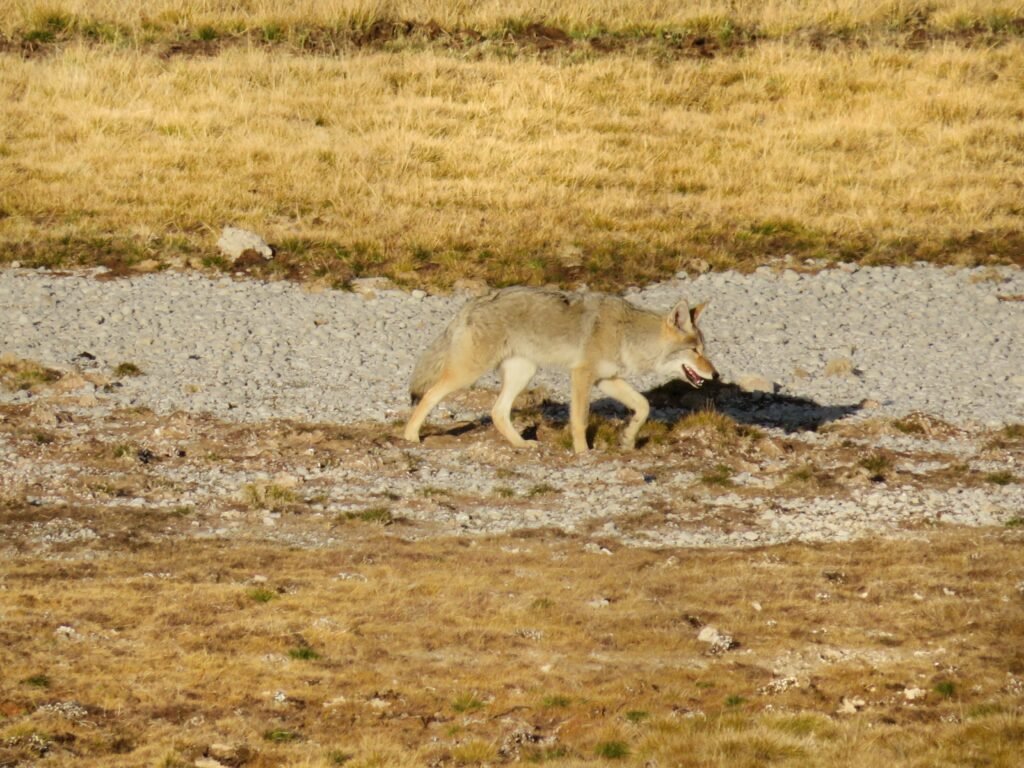 Coyote in a valley. 
