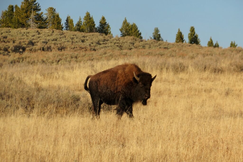 Bison preparing to cross the road.