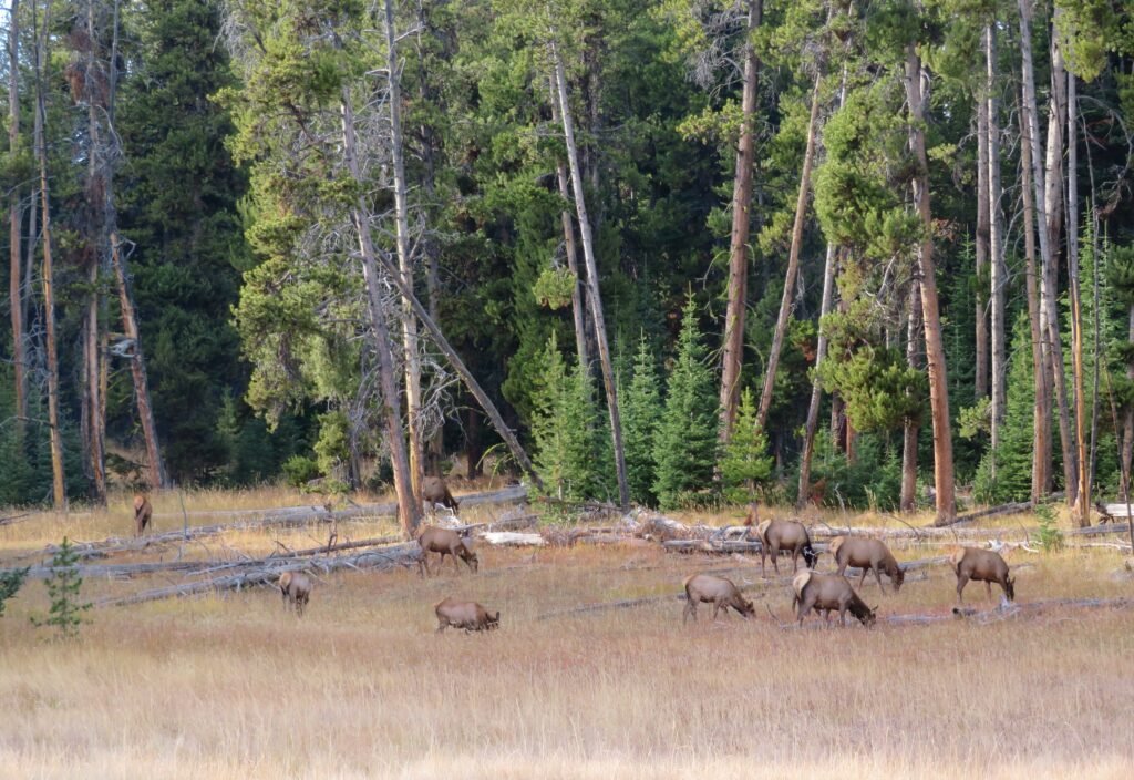 Elk feeding in a meadow.
