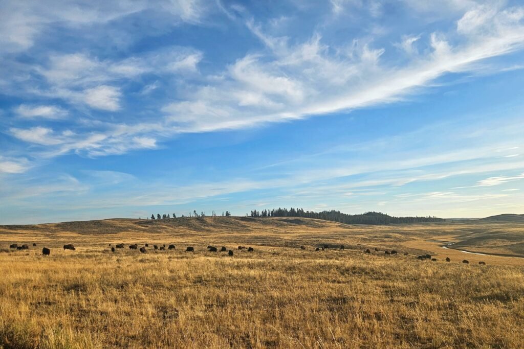 Bison on the plains.