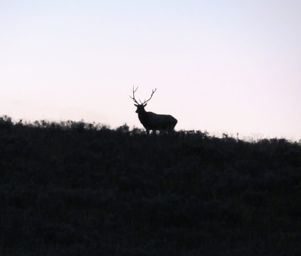 Bull elk standing on a hill at sunset. 