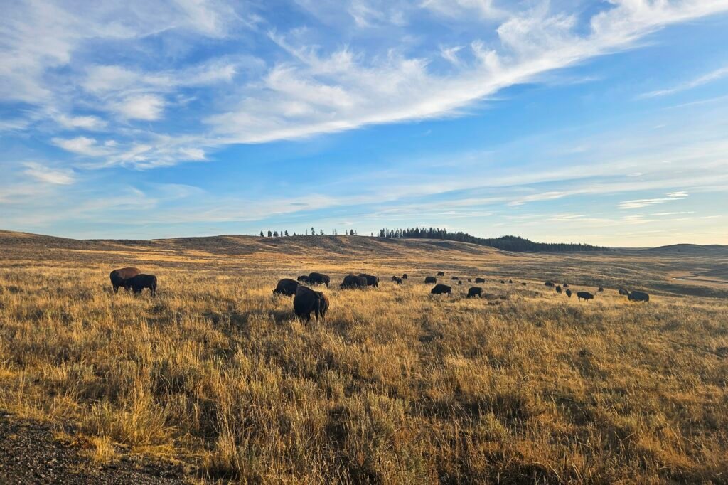 Bison on the plains.