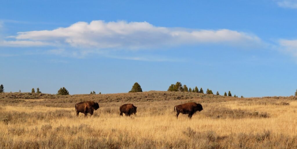 Bison crossing the plains. 