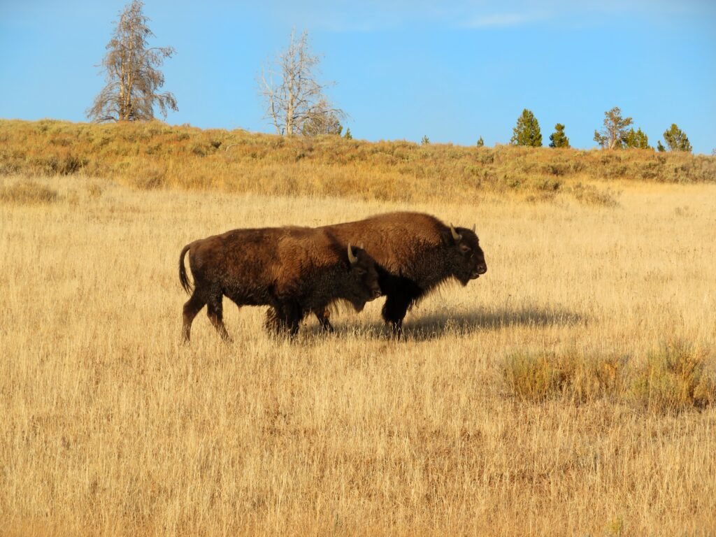 Bison crossing the plains. 