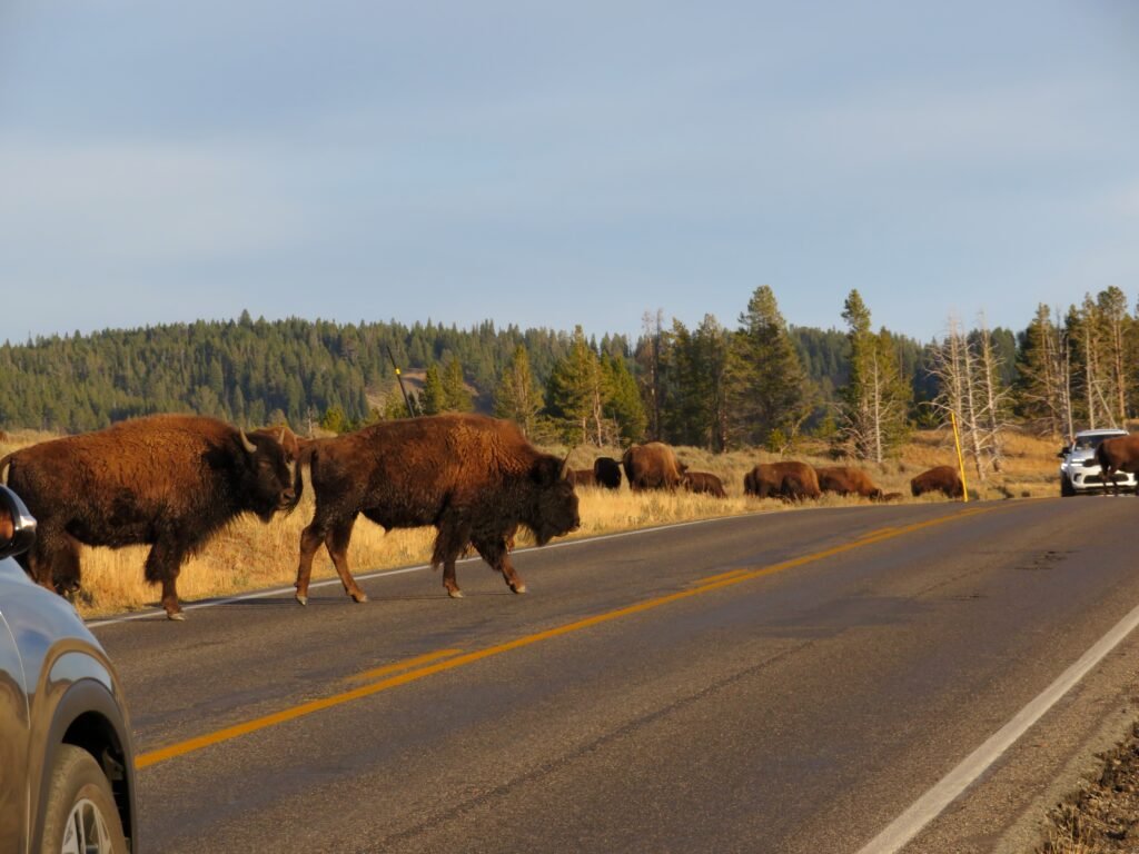 Bison crossing the road. 