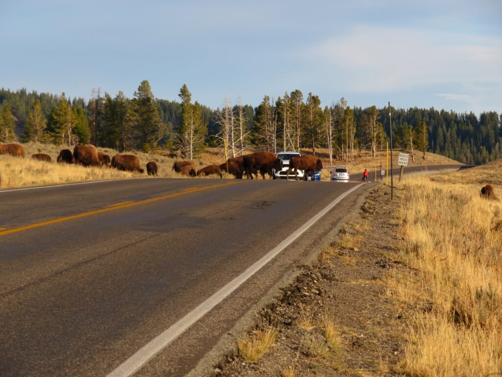 Bison crossing the road. 