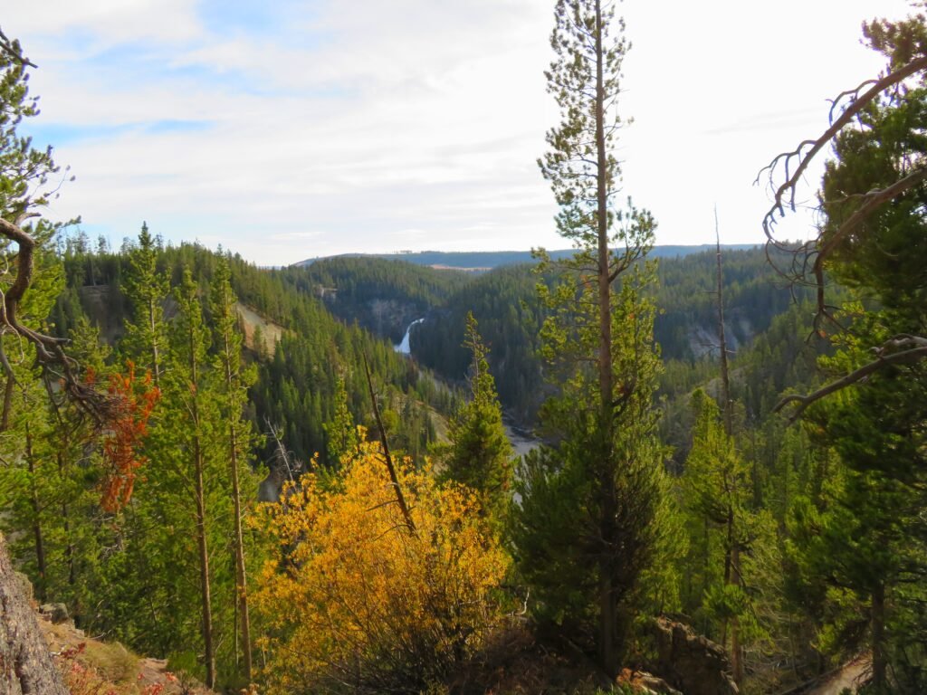 View of the lower falls of the Yellowstone River.