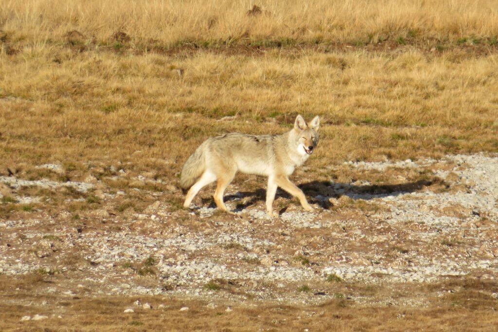 Coyote walking through a valley.