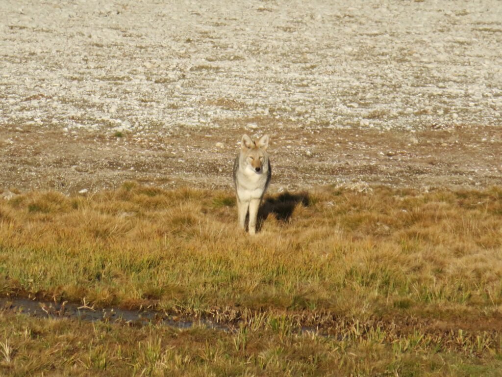 Coyote realizing it has attracted a crowd.